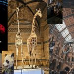 Collage Natural History Museum_3